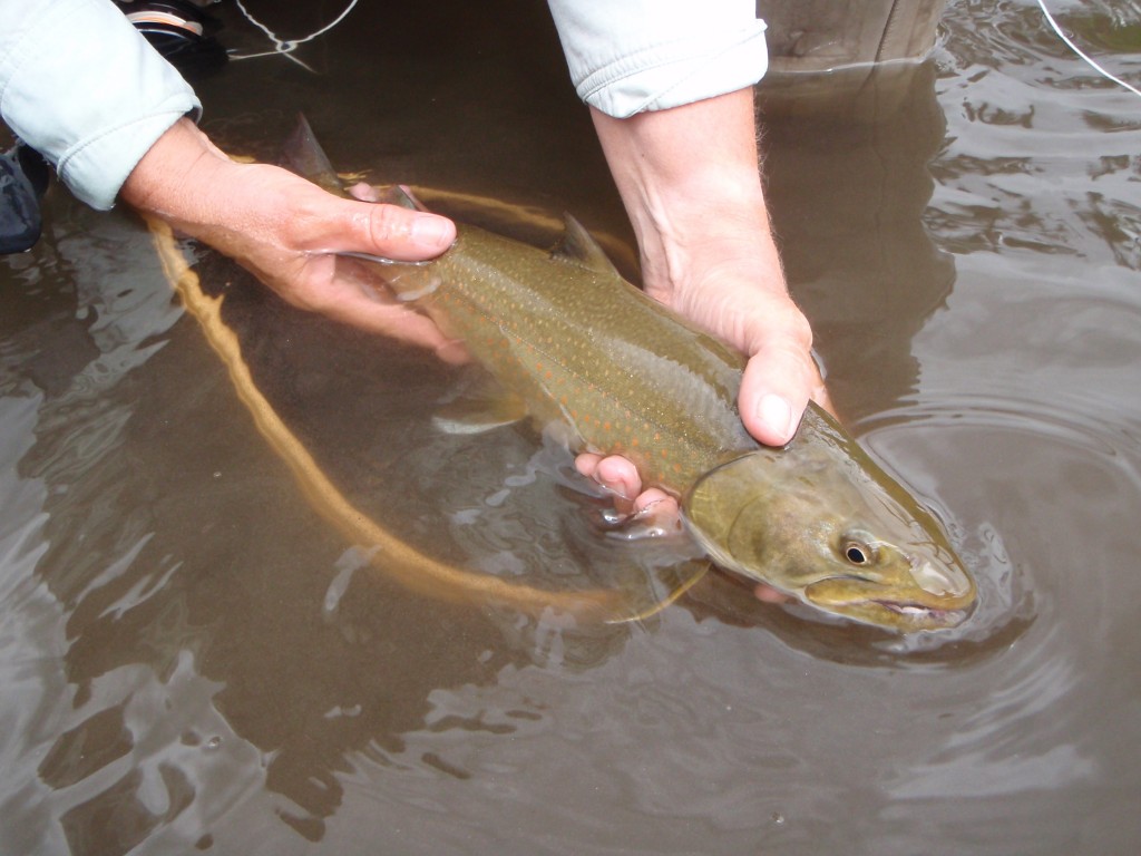 A safe release of a bull trout!