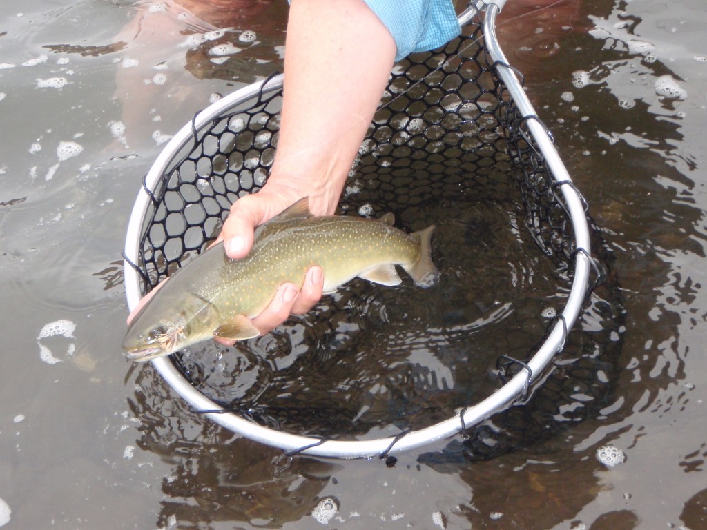 A bull trout - one of the gish that made Craig's Grand Slam